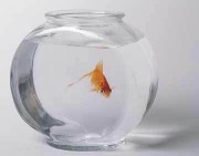 Image from http://www.ornamental-fishes.com/2009/07/requirements-for-ornamental-fish-bowl.html